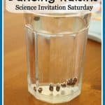 Science Activities for Kids: Mirrors and Reflections - Buggy and Buddy