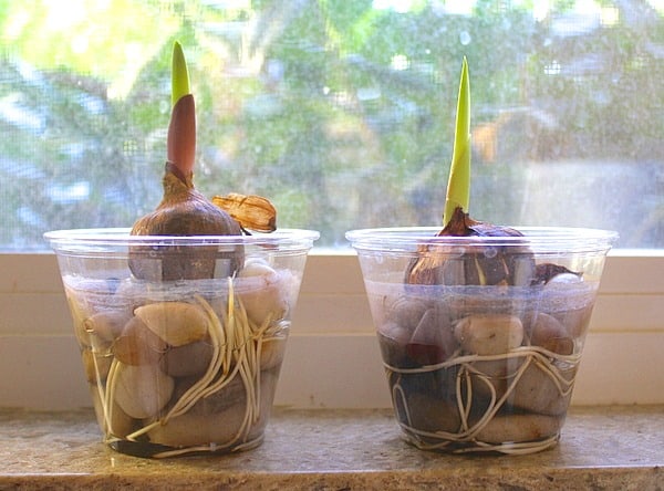 Science for Kids: Observing Plant Growth with Bulbs