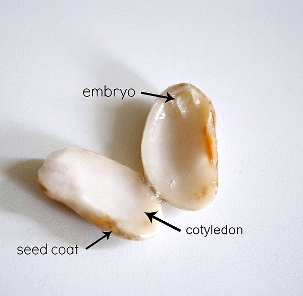 Observing the inside of a bean seed