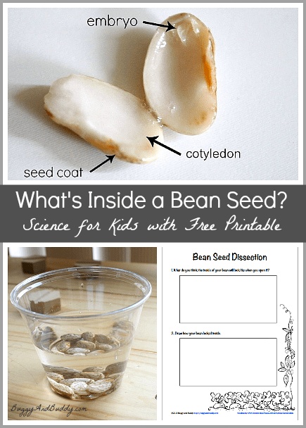 Science for Kids: Dissect a Bean Seed~ Buggy and Buddy