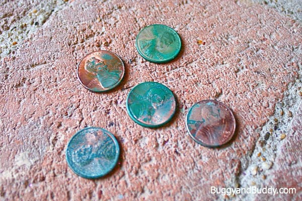 Make a penny turn green just like The Statue of Liberty in this science activity for kids! ~ BuggyandBuddy.com