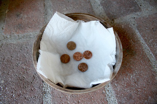 Pennies with vinegar ready to be observed