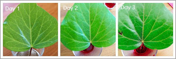 Comparison of leaf over 3 days