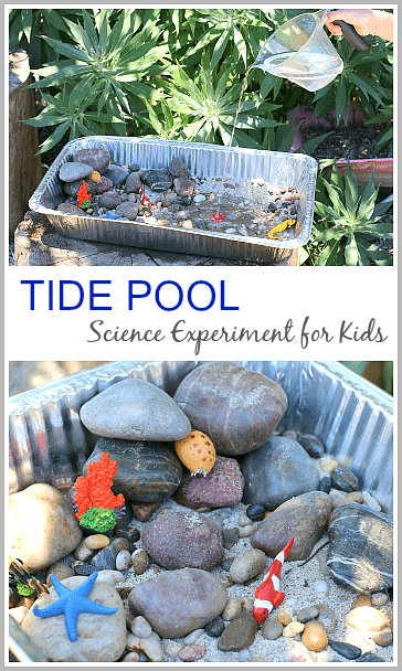 Tide Pool Experiment for Kids (& a fun ocean themed sensory bin when you're done!)~ Buggy and Buddy