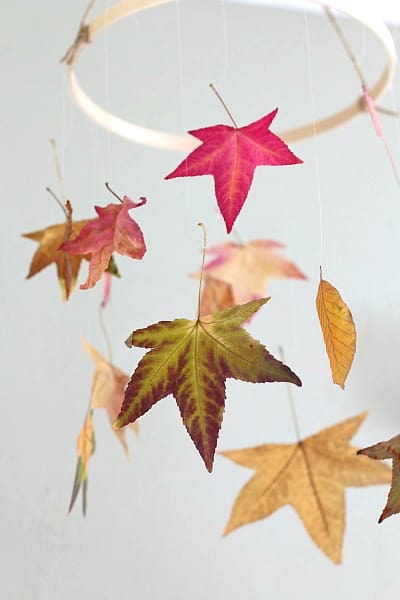 How to Preserve Leaves (with glycerin and waxed paper)