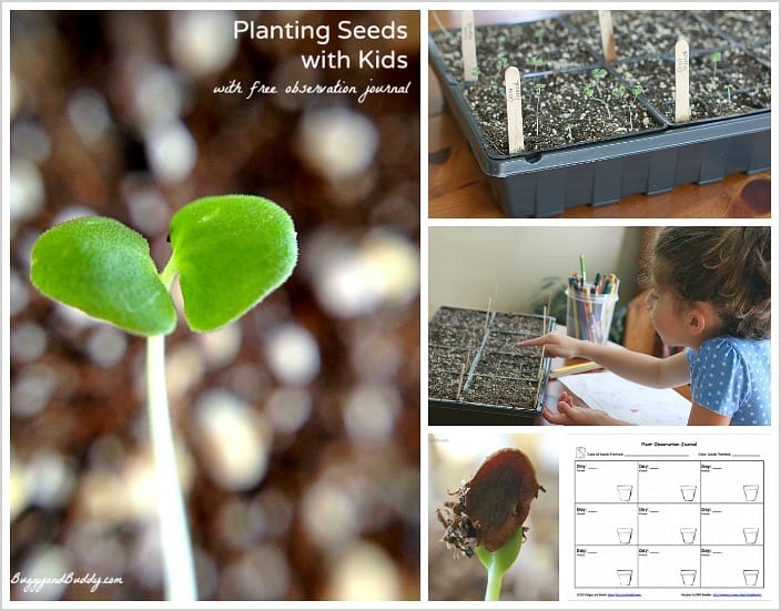 Gardening with Kids: Planting Seeds with Free Printable - Buggy and Buddy