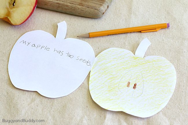 apple science for preschoolers and kindergarteners