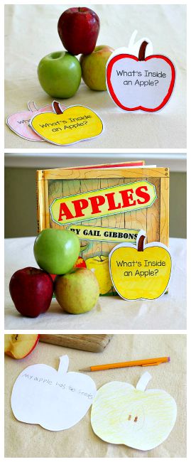 Apple Science for Kids: Exploring the Inside of an Apple ~ BuggyandBuddy.com