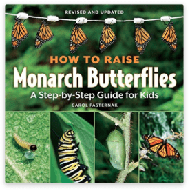 how to raise monarch butterflies