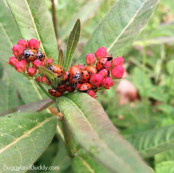 ladybugs on milkweed