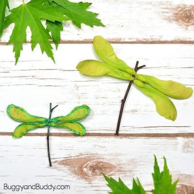 Maple Tree Helicopter Seed Dragonfly Craft for Kids